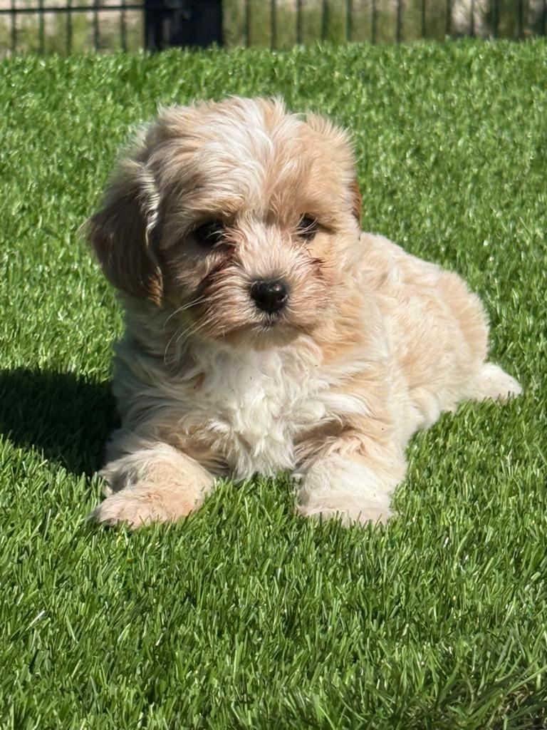 Maltipoo dwerg poedel x maltezer pups