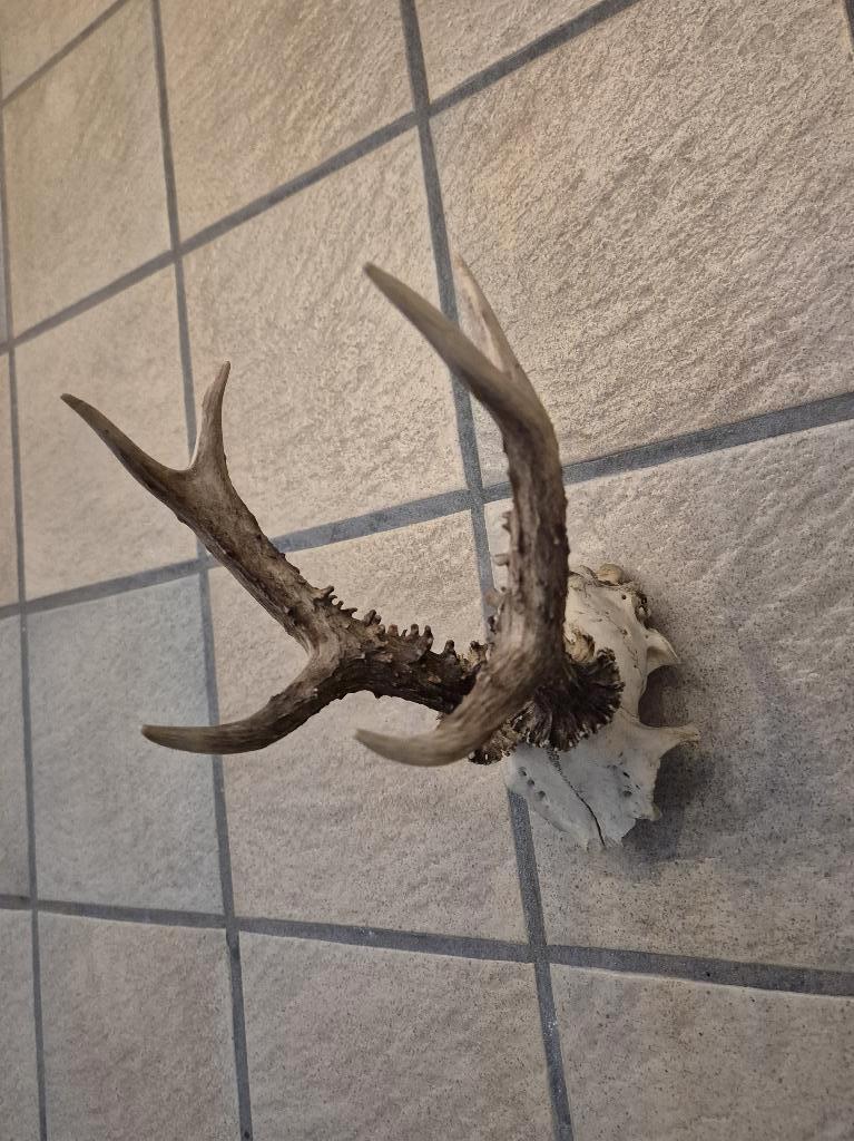 Mooi Fors Ree Gewei Zes ender schedel jacht hut € 12.00, Ophalen of Verzenden, Gebruikt, Hert, Schedel