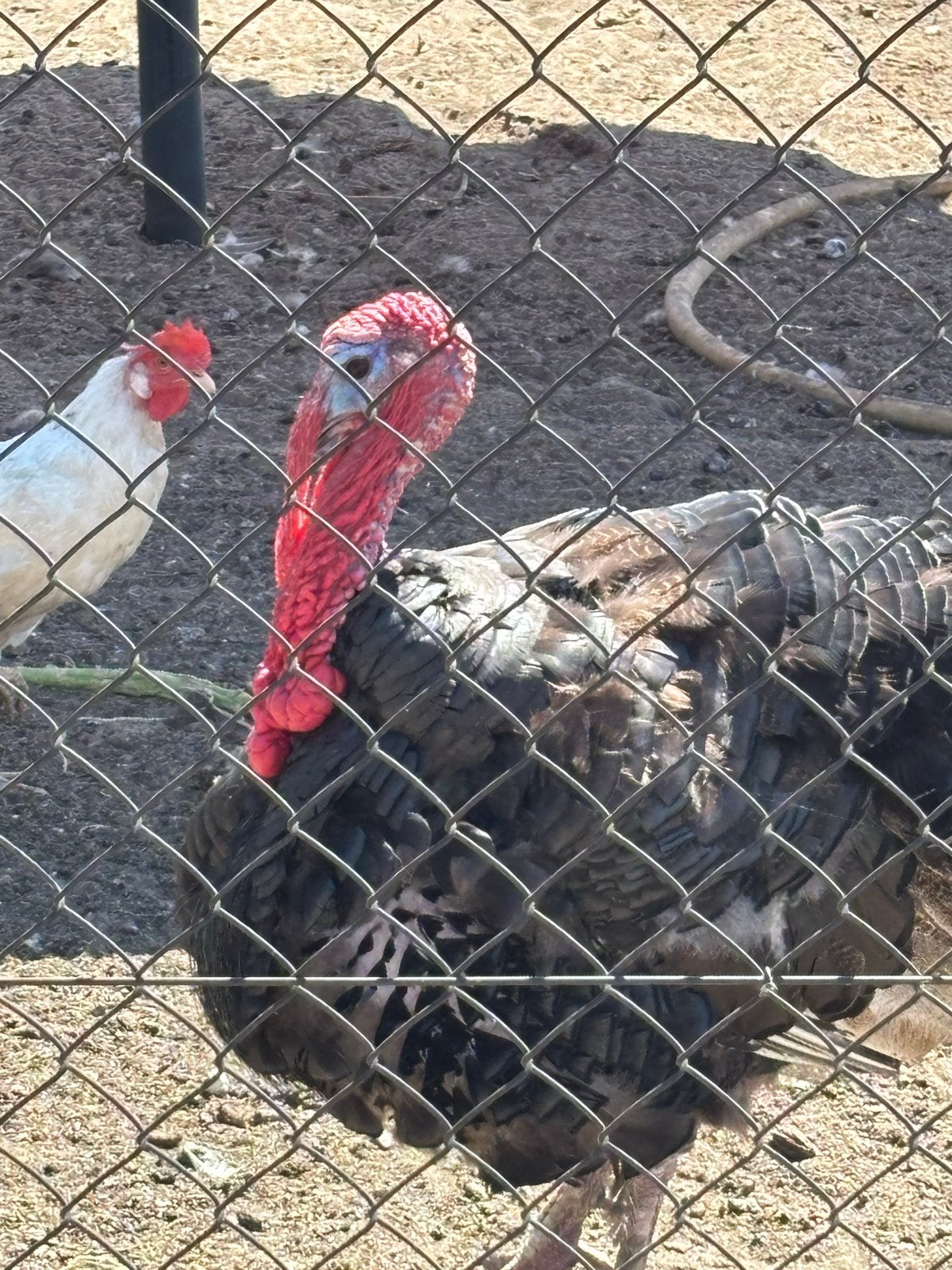 Kalkoen haan, Dieren en Toebehoren, Pluimvee, Mannelijk, Kalkoen