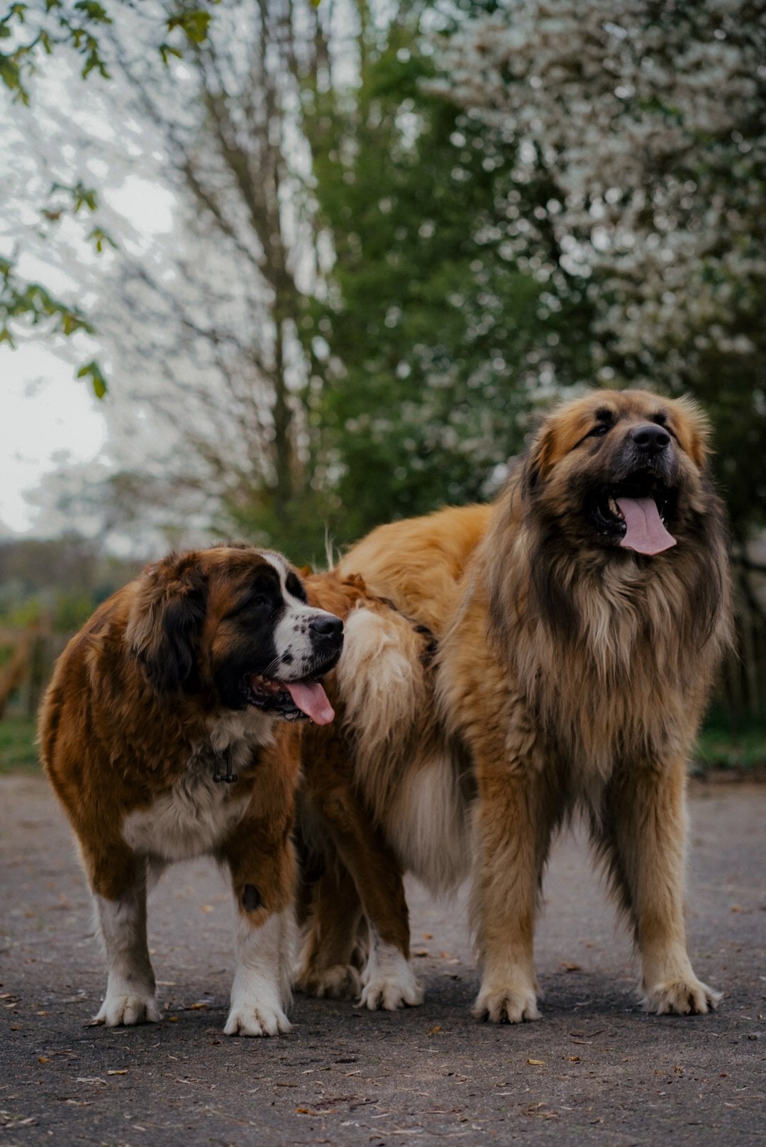Sint bernard kruising X leonberger/pyreneese berghond pups, 8 tot 15 weken, Groot, Meerdere, Meerdere dieren