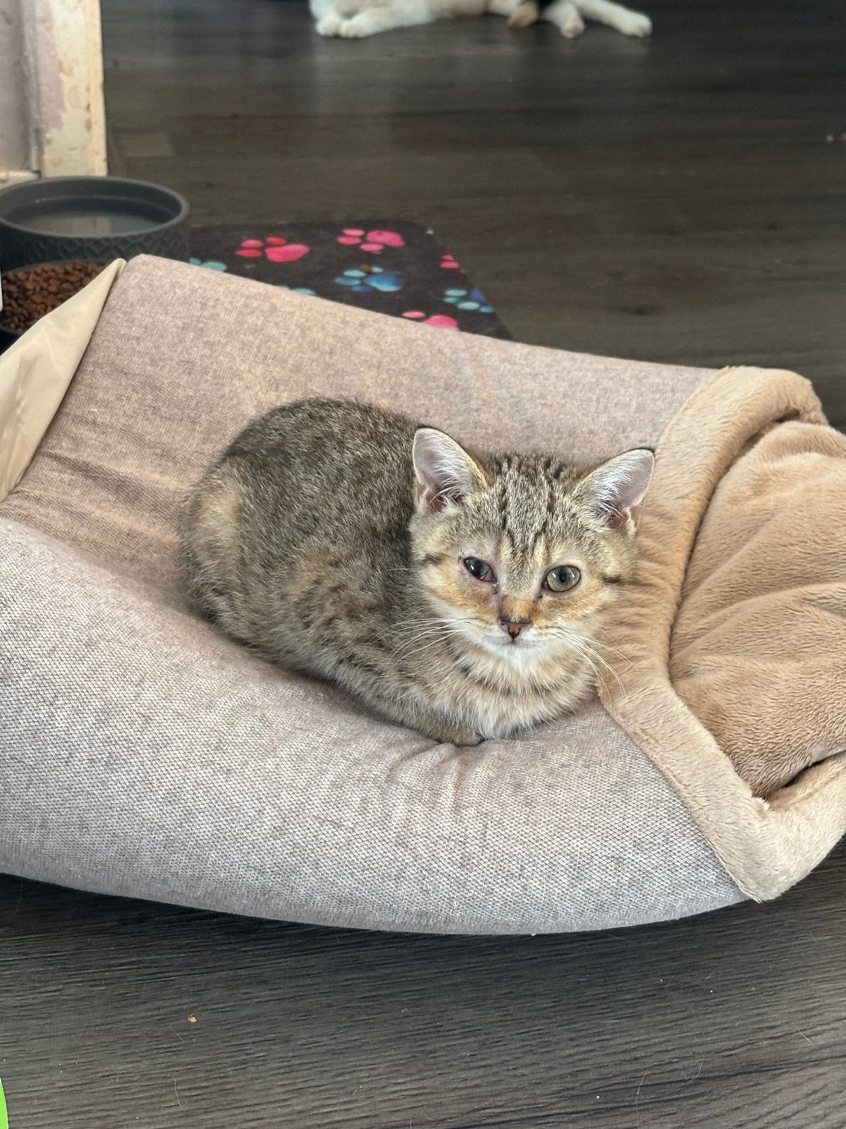 Super lief brits korthaar kitten poesje, Dieren en Toebehoren, Poes, Gechipt, 0 tot 2 jaar