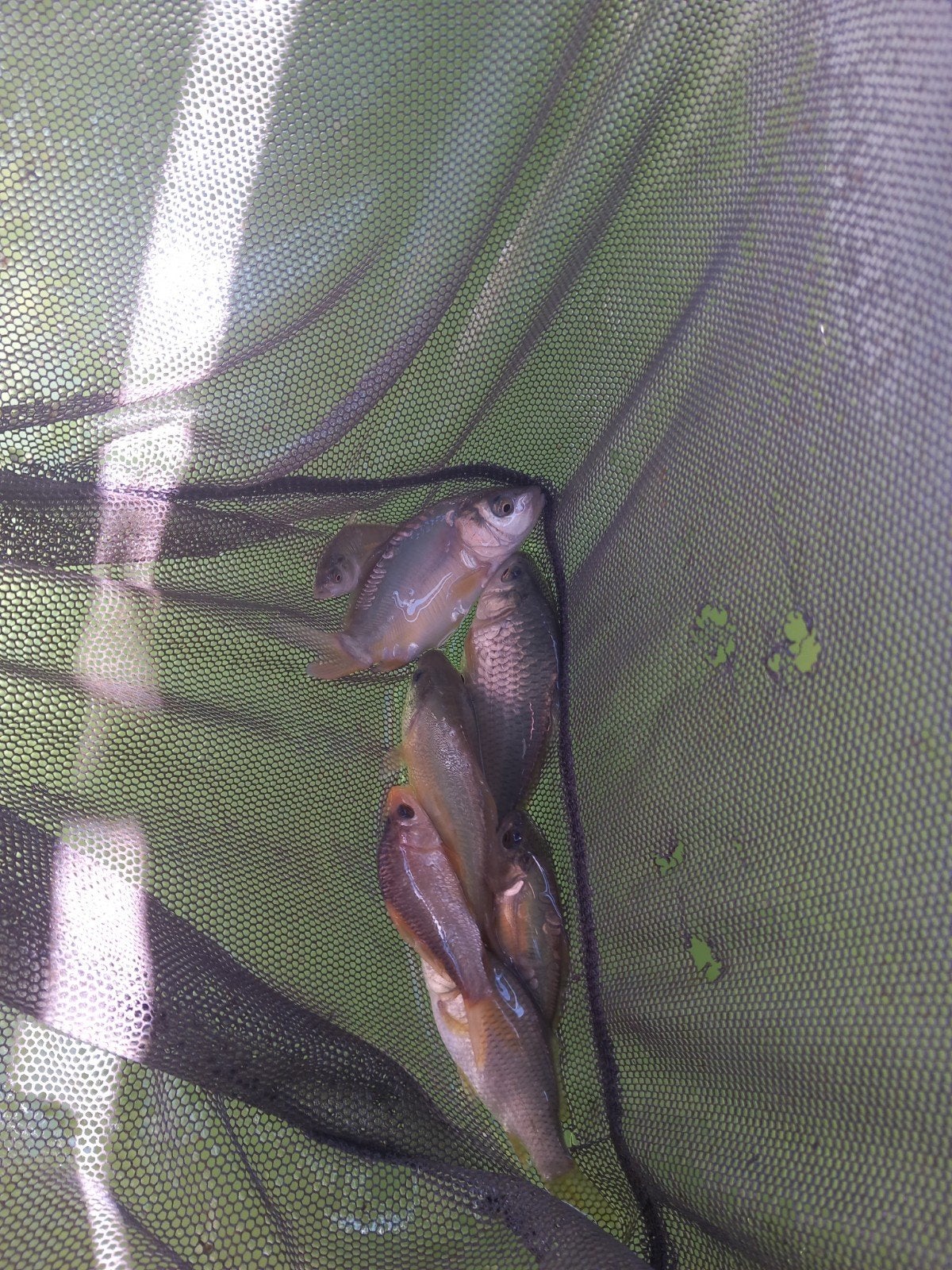 baby karpers, Dieren en Toebehoren, Vissen | Vijvervissen, Karper of Koi