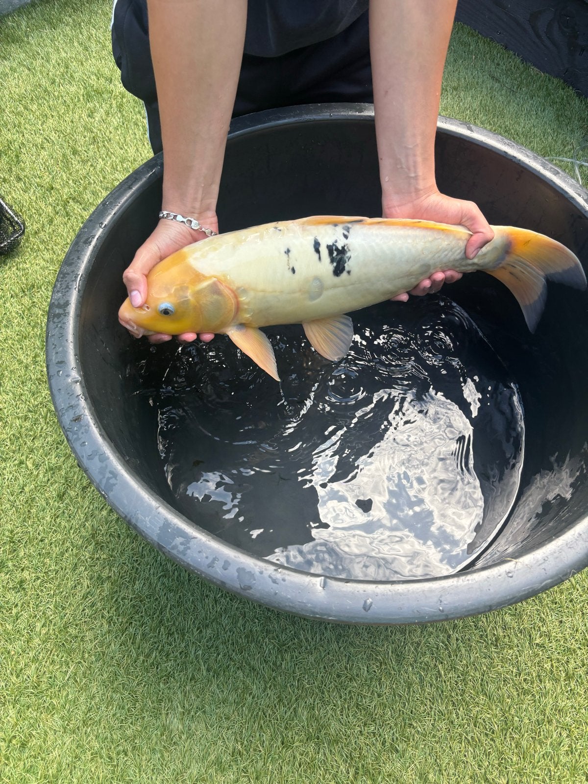 Japanse koi, Karper of Koi