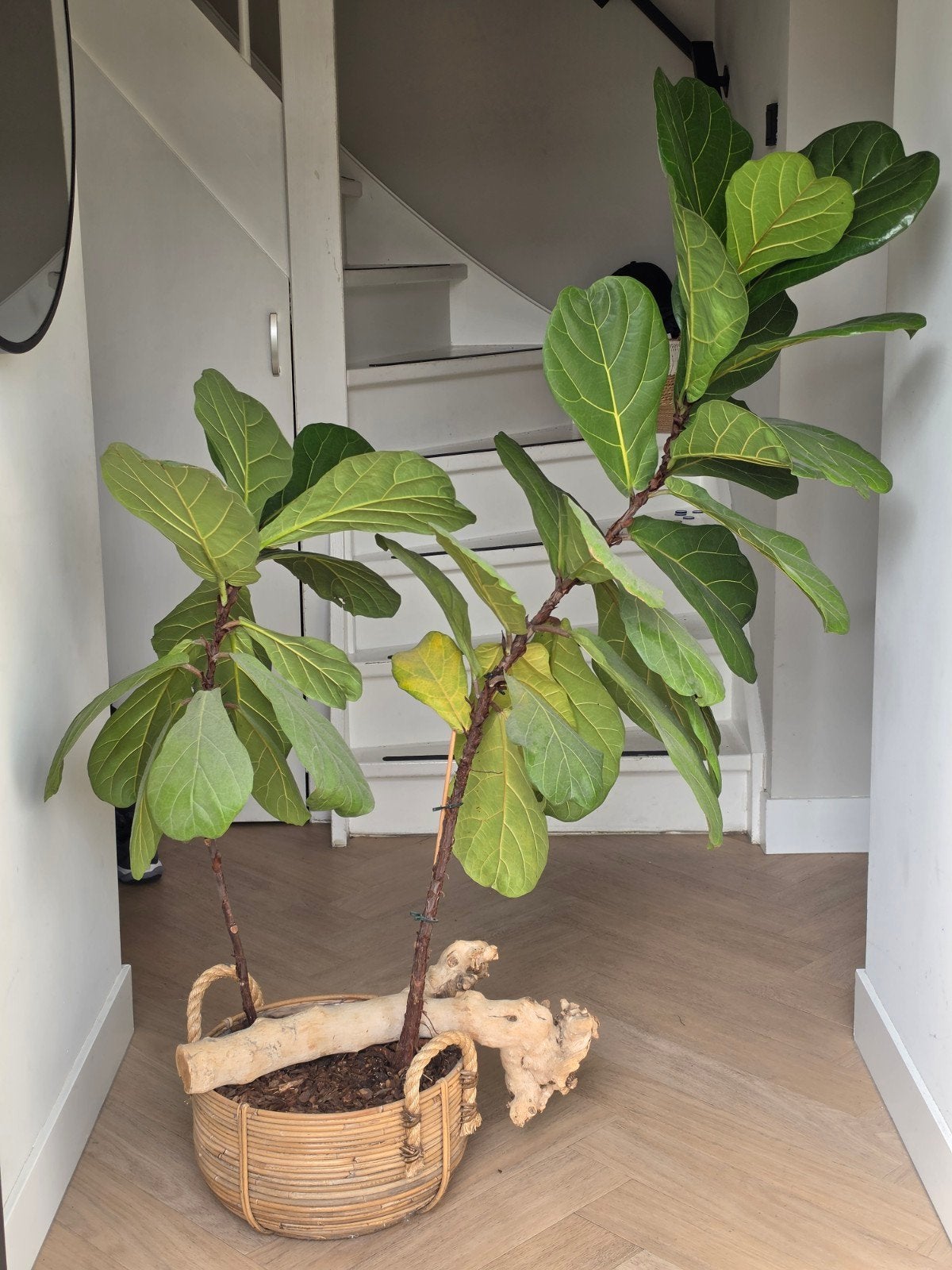 Ficus Lyrata (Tabaksplant) - 1.50m hoog, Huis en Inrichting, Groene kamerplant, Ophalen, 150 tot 200 cm
