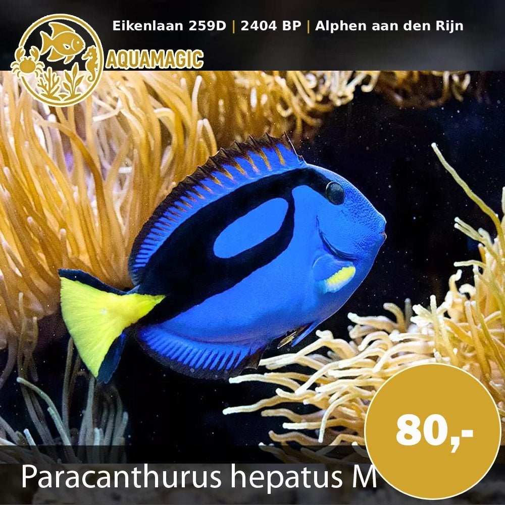 paracanthurus hepatus, Vis, Zoutwatervis