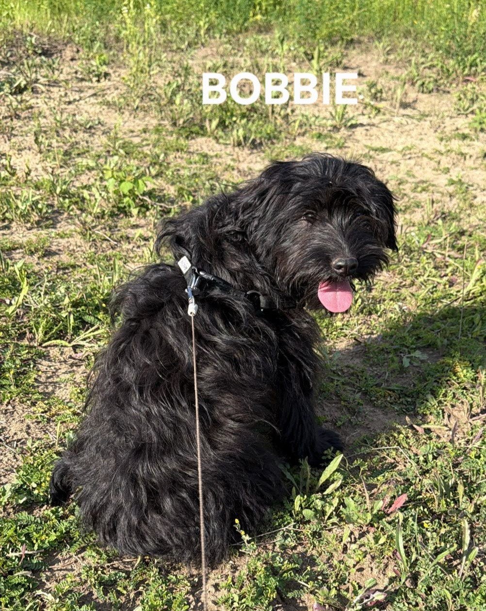Bobbie zoekt baasje, Dieren en Toebehoren, Honden | Niet-rashonden, Particulier, 15 weken tot 1 jaar, Reu, Buitenland