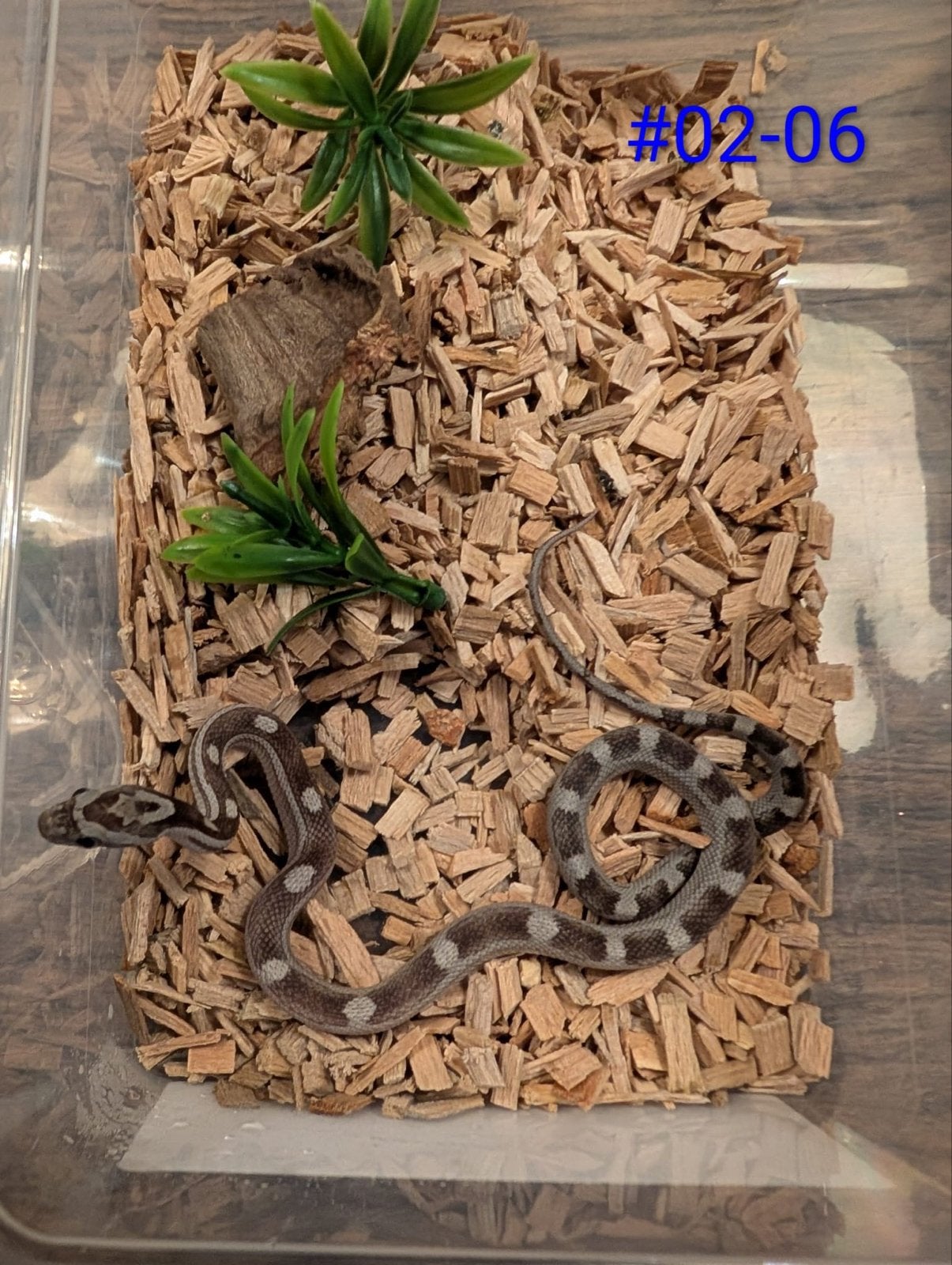 Jonge Anery / Charcoal rattenslangen Rat Snake photo 4