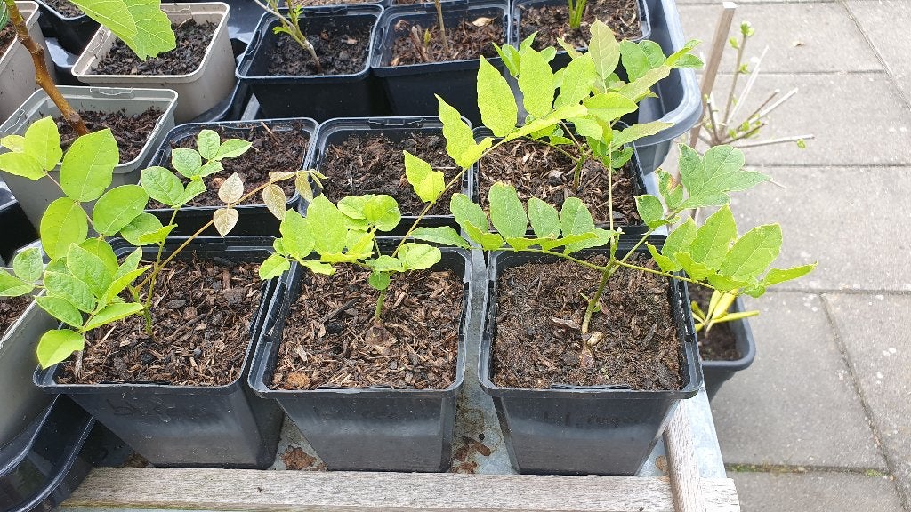 Verschillende stekken stek plant voor in de tuin, Tuin en Terras, Ophalen, Overige soorten, Volle zon