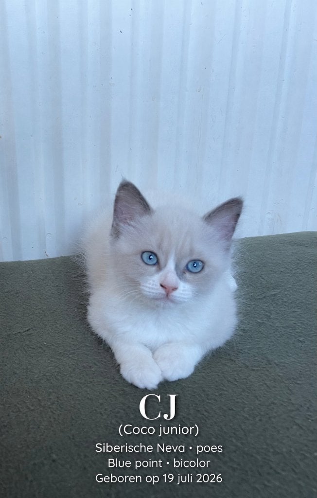 Neva masquerade kittens, Meerdere dieren, Gechipt, 0 tot 2 jaar