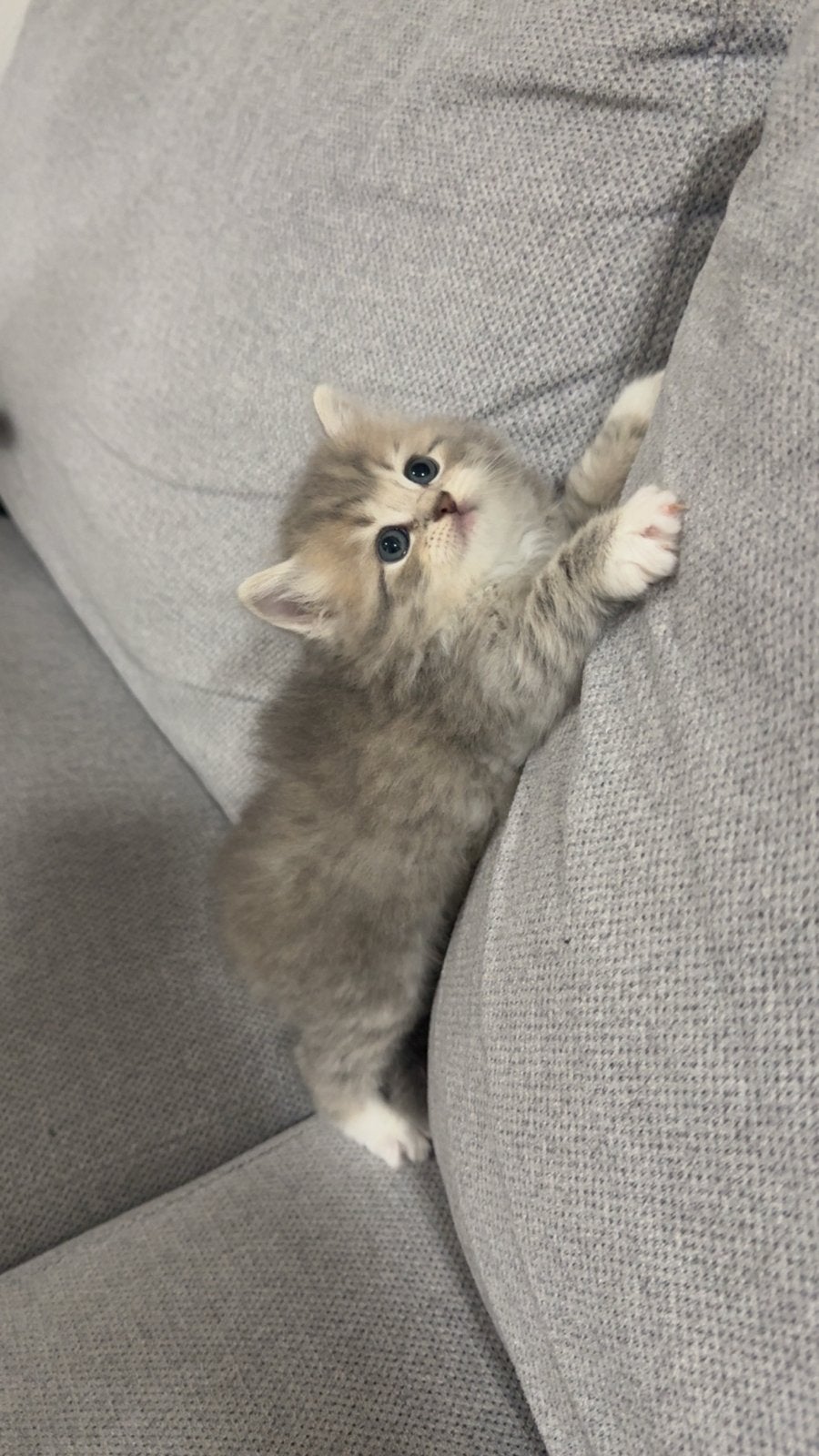Drie Siberische kittens te koop, Dieren en Toebehoren, Meerdere dieren, Langharig, 0 tot 2 jaar