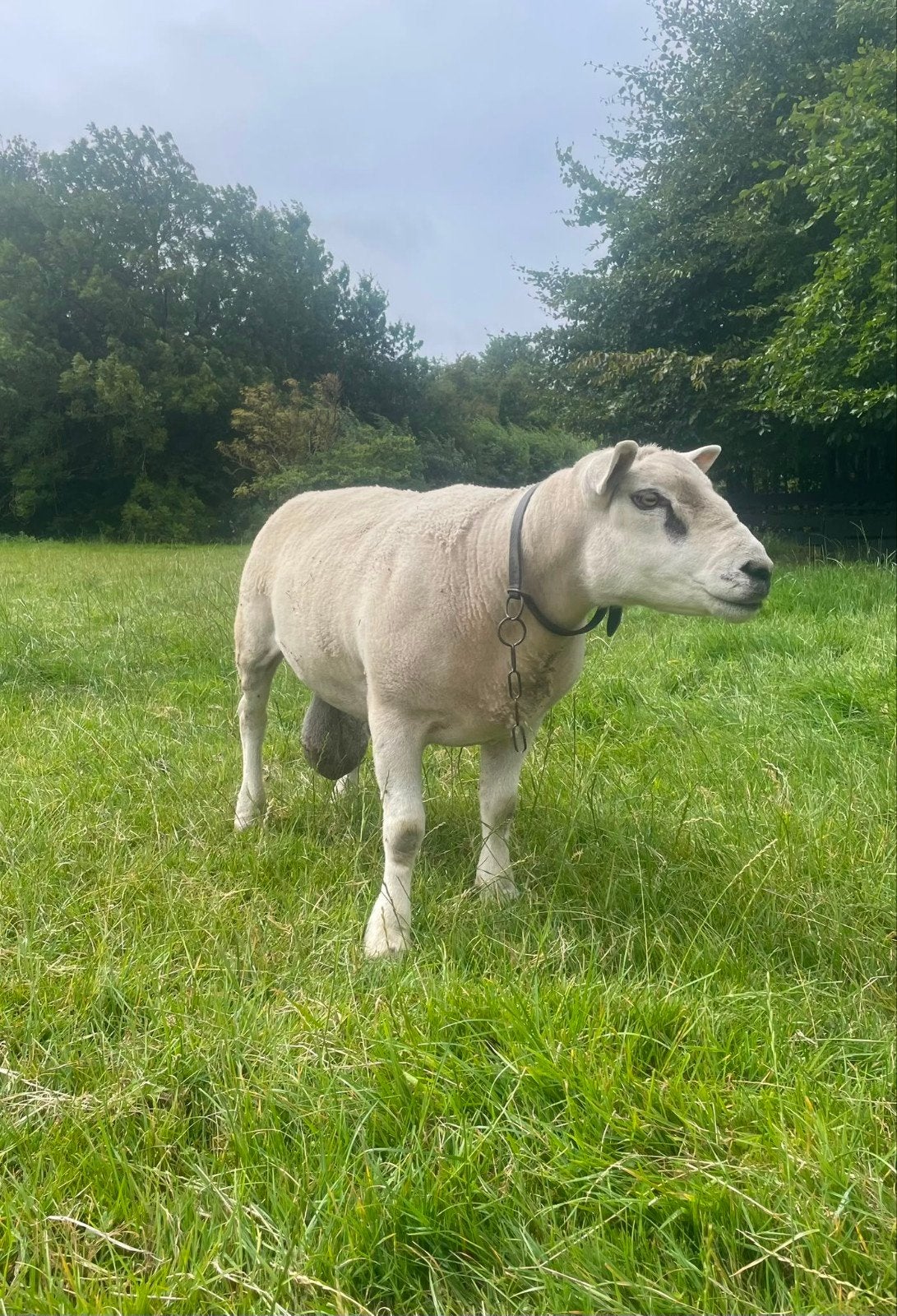 Necker Texels bied te koop aan, Mannelijk, Schaap