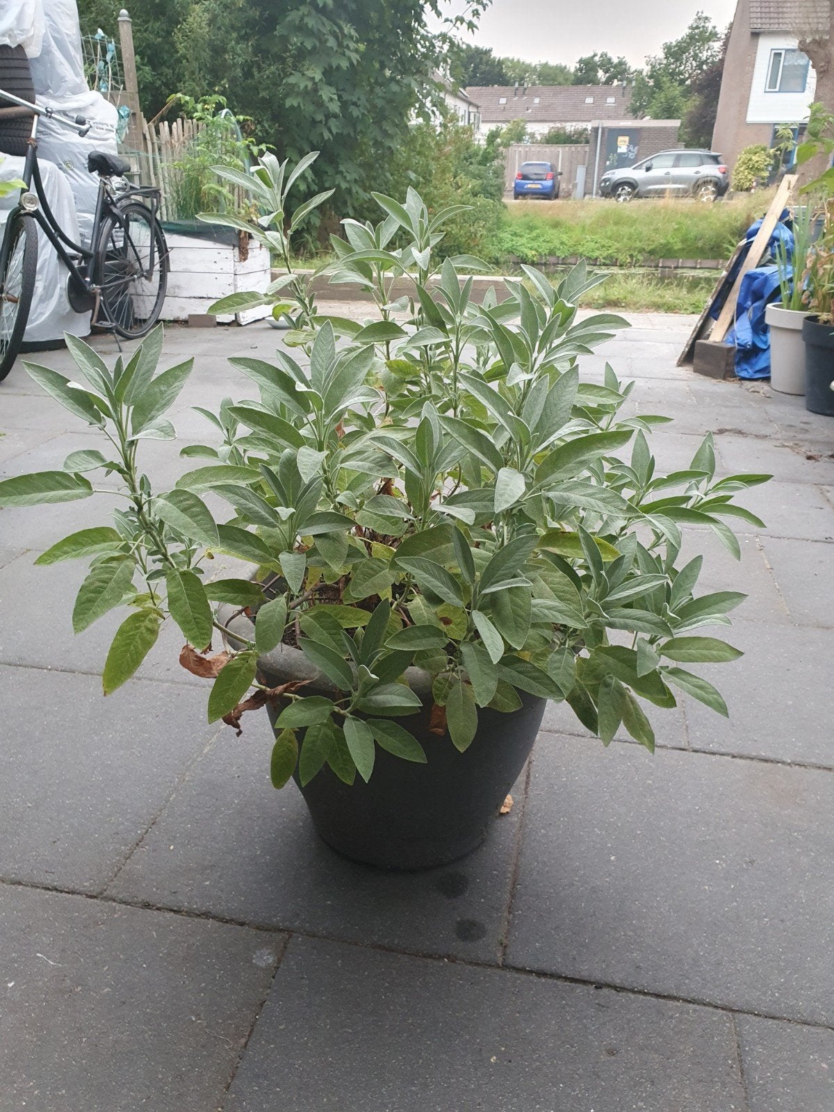 Mooie volle biologische salie struik - eetbaar en geurig, Ophalen, Volle zon, Vaste plant, Kruiden