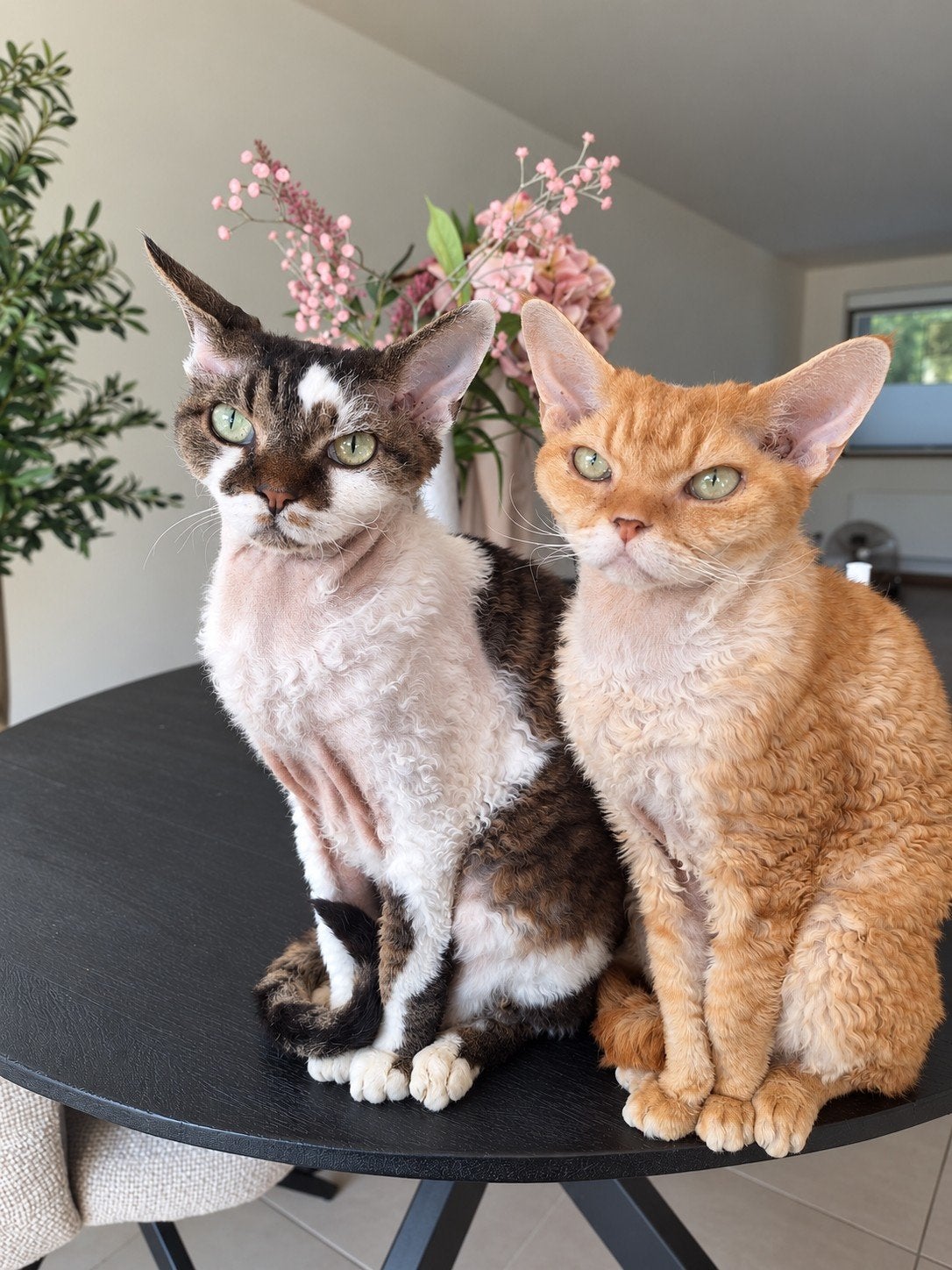 devon rex kater herplaatsing, Kater