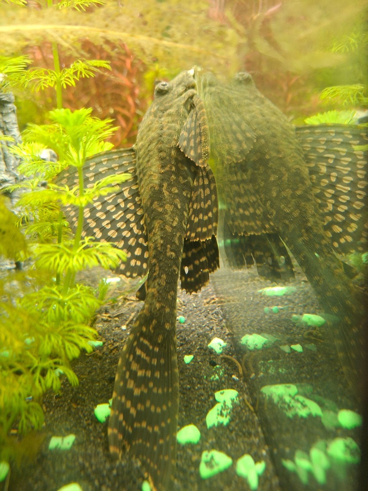 prachtig Anchistrus algeneter 16 cm vrouwtje, Dieren en Toebehoren, Vissen | Vijvervissen, Goudvis(sen)