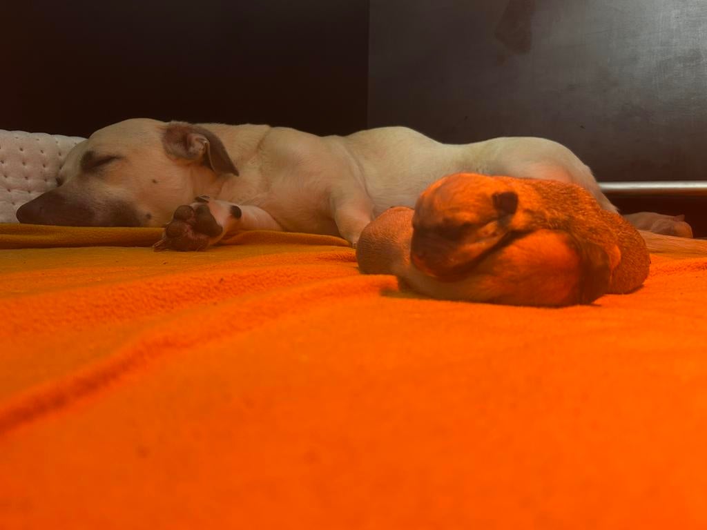 pups kruising Stafford Bully, Dieren en Toebehoren, Honden | Niet-rashonden, 8 tot 15 weken, Parvo, Meerdere, Meerdere dieren