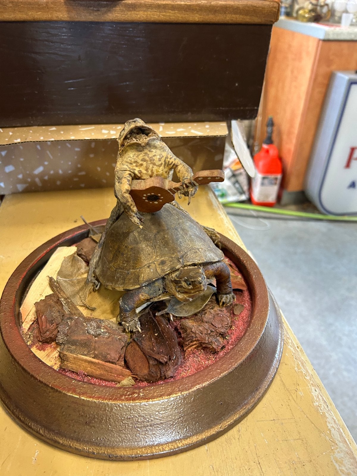 Unieke Taxidermie: Gitaarspelende Kikker op Schildpad onder, Ophalen
