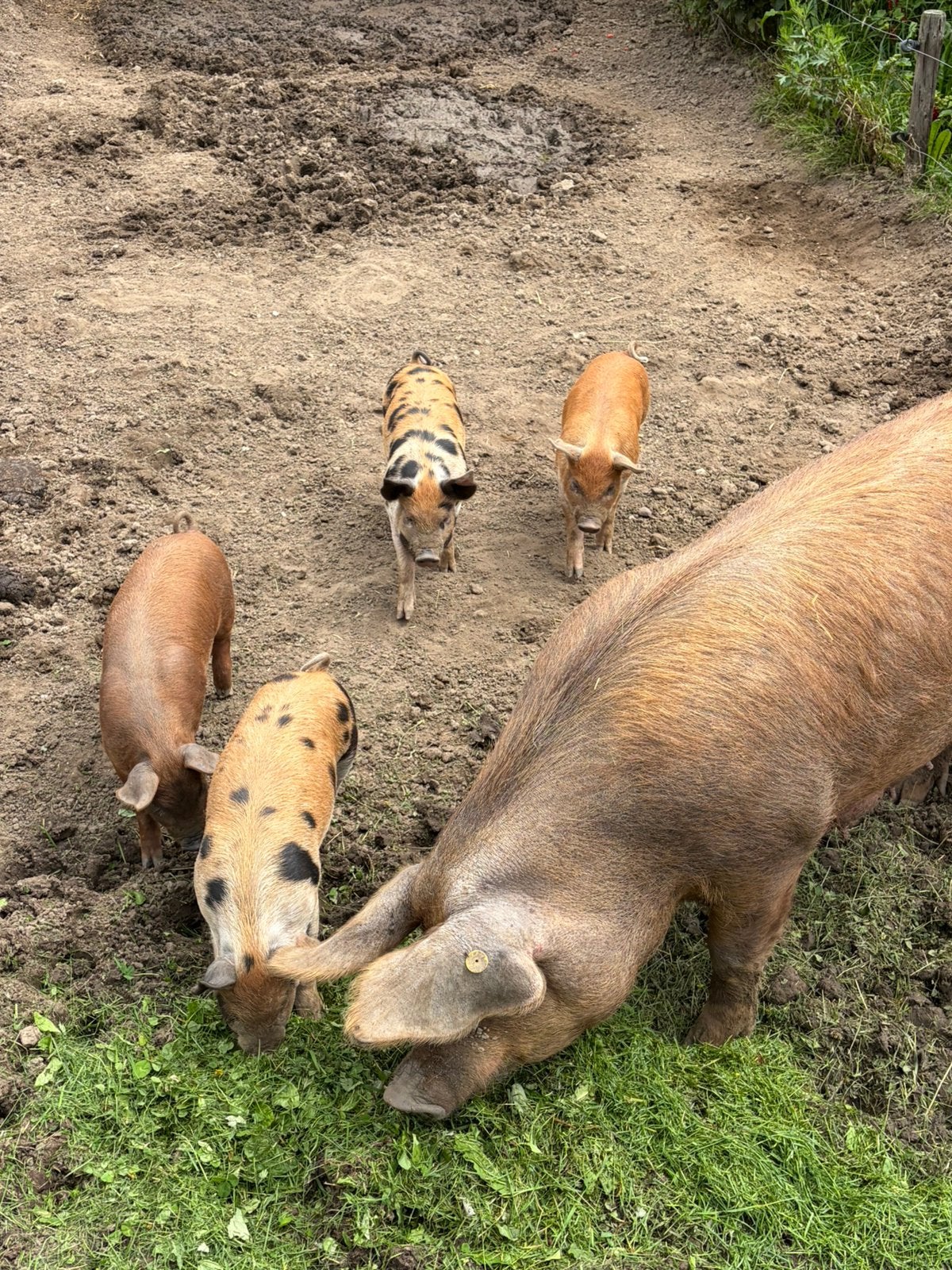Mooie biggen, Meerdere dieren, Varken, 0 tot 2 jaar