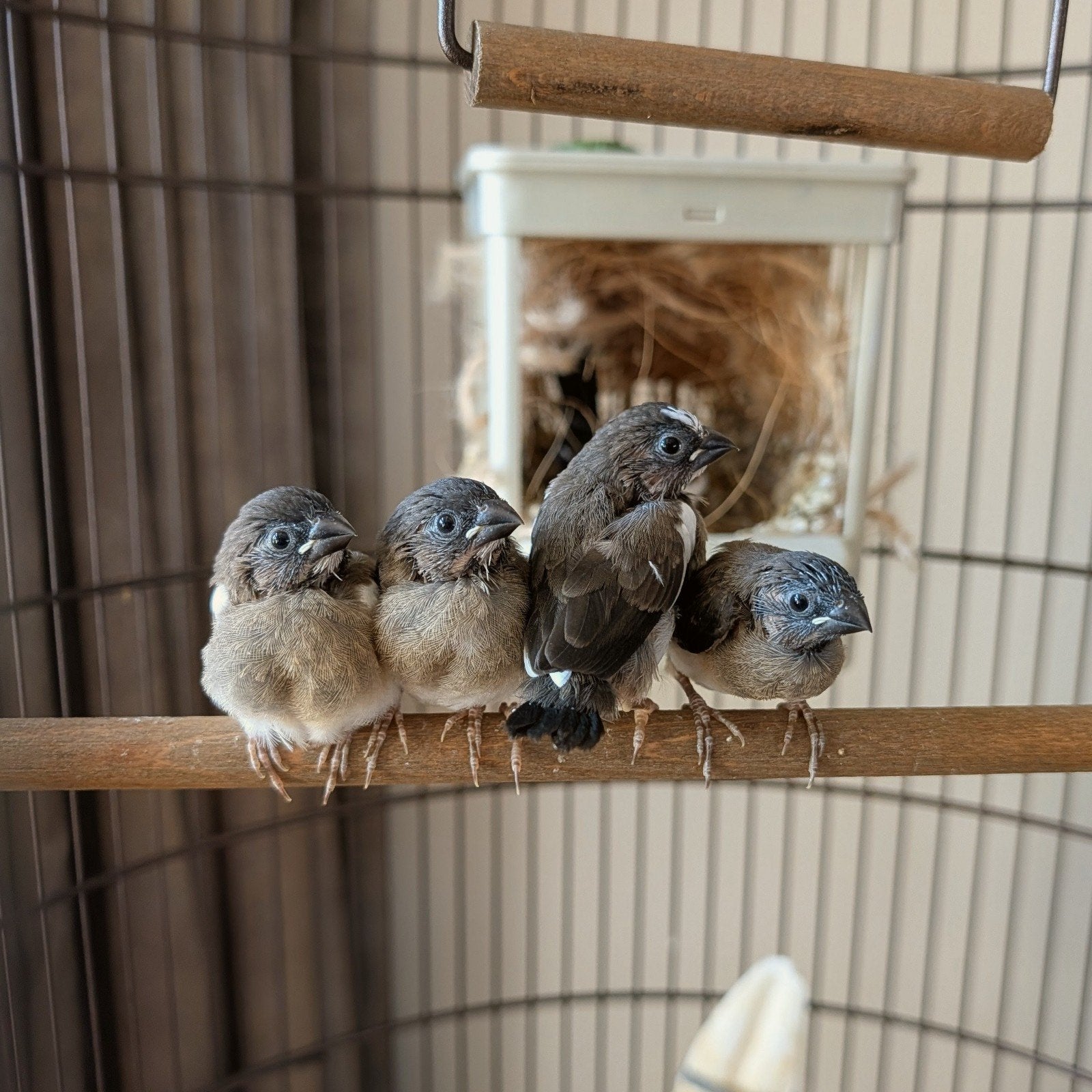 Japanese meeuwtjes van 30 mei '26, Dieren en Toebehoren, Vogels | Overige Vogels, Meerdere dieren, Tropenvogel