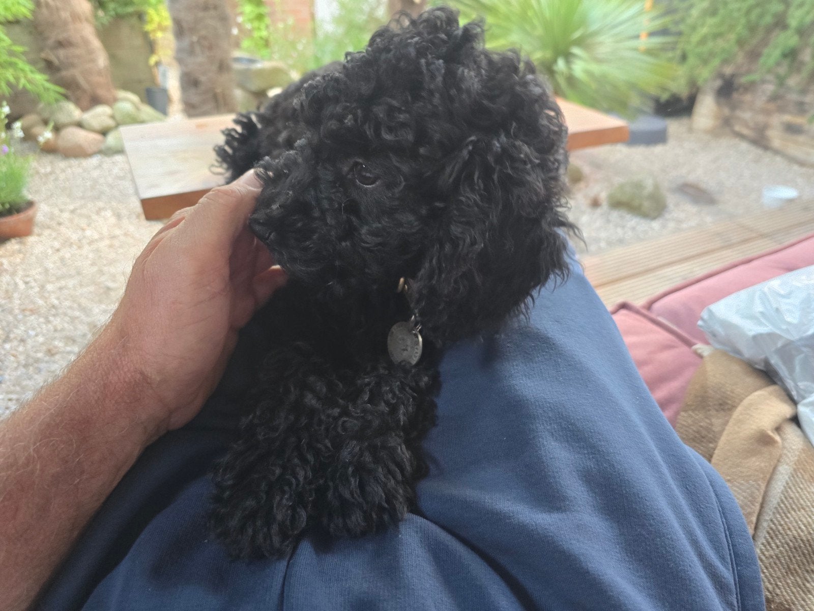 Een lieve Labradoodle teefje, Dieren en Toebehoren, Honden | Niet-rashonden, Reu, Particulier, Meerdere, Nederland, 8 tot 15 weken
