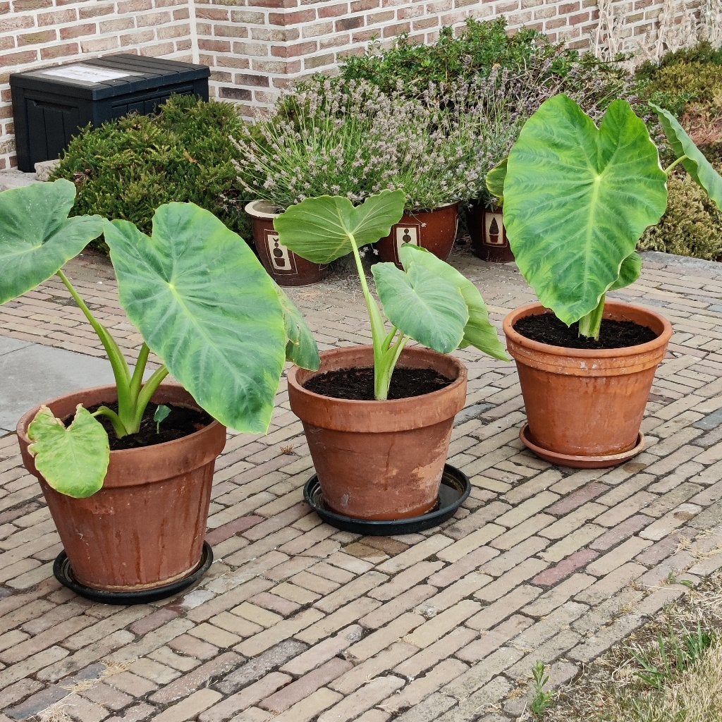 Alocasia / Olifantsoor, Huis en Inrichting, Ophalen, Overige soorten, Halfschaduw, Minder dan 100 cm