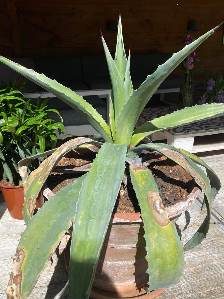 Agave, Volle zon, Vaste plant, Bloeit niet, Ophalen