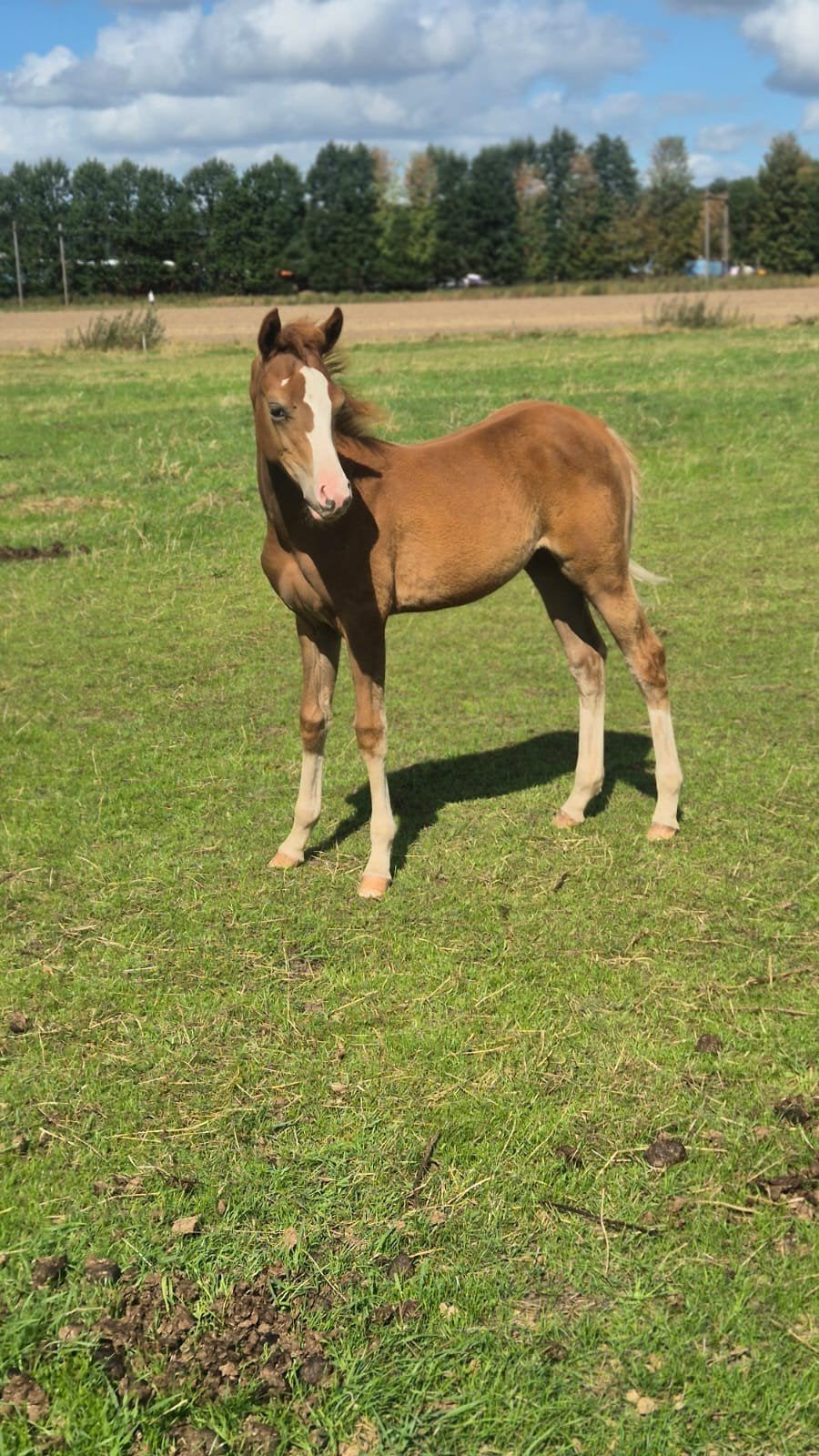 Nrps merrie veulen, Dieren en Toebehoren, Merrie, Met stamboom, Dressuurpony, 0 tot 2 jaar
