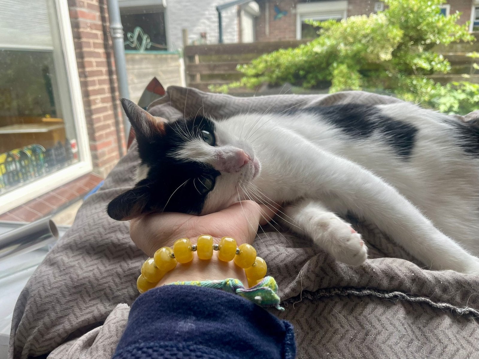 Poes Dikkie Dik, Poes, Kortharig, 3 tot 5 jaar