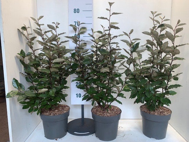 Olijfwilg compacta potgekweekte haagplanten 60-80 cm, Verzenden, Overige soorten, Haag, Minder dan 100 cm