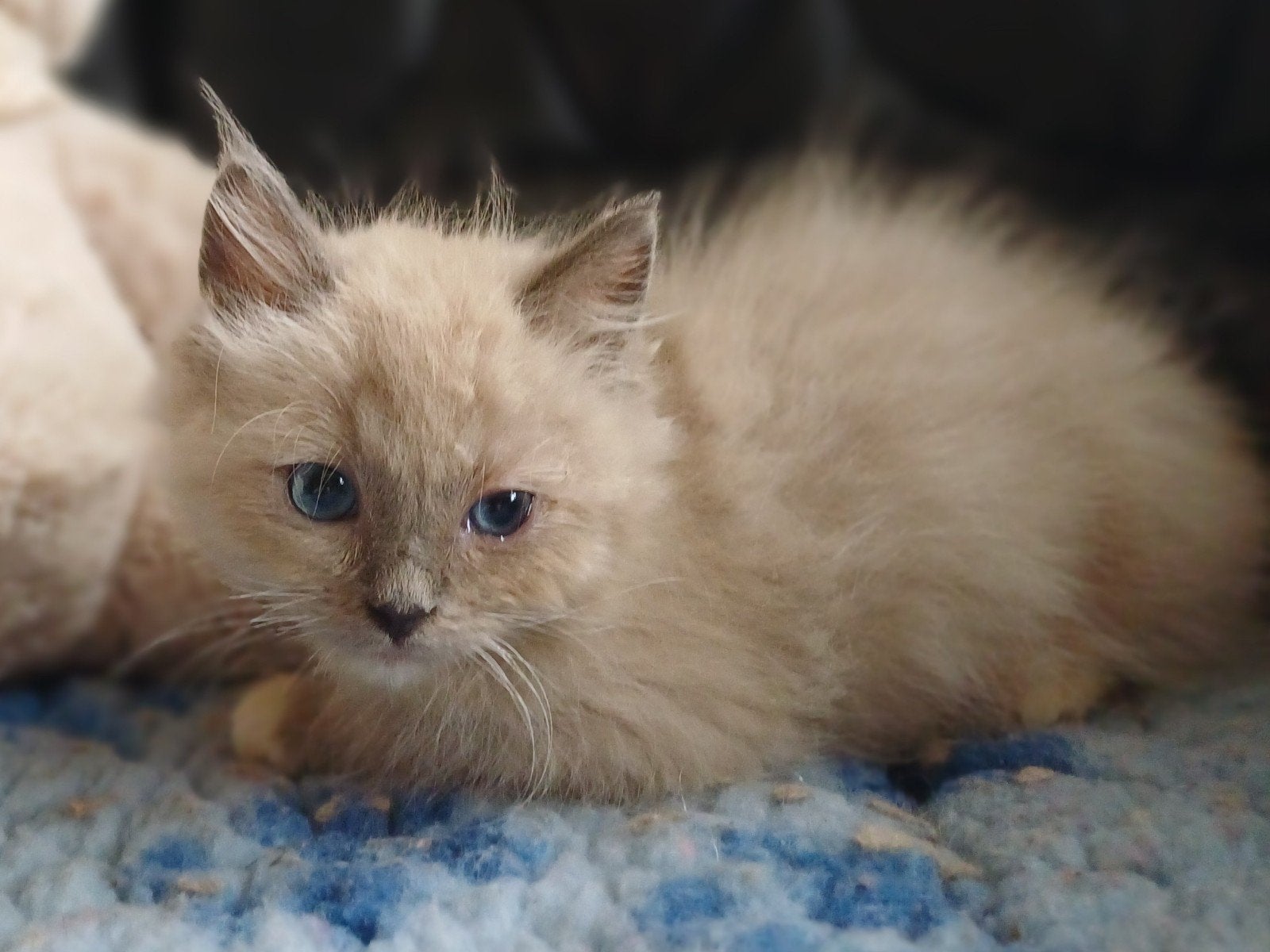 Prachtige  Ragdolls met stamboom en uit getestte ouder, Meerdere dieren, Met stamboom, 0 tot 2 jaar