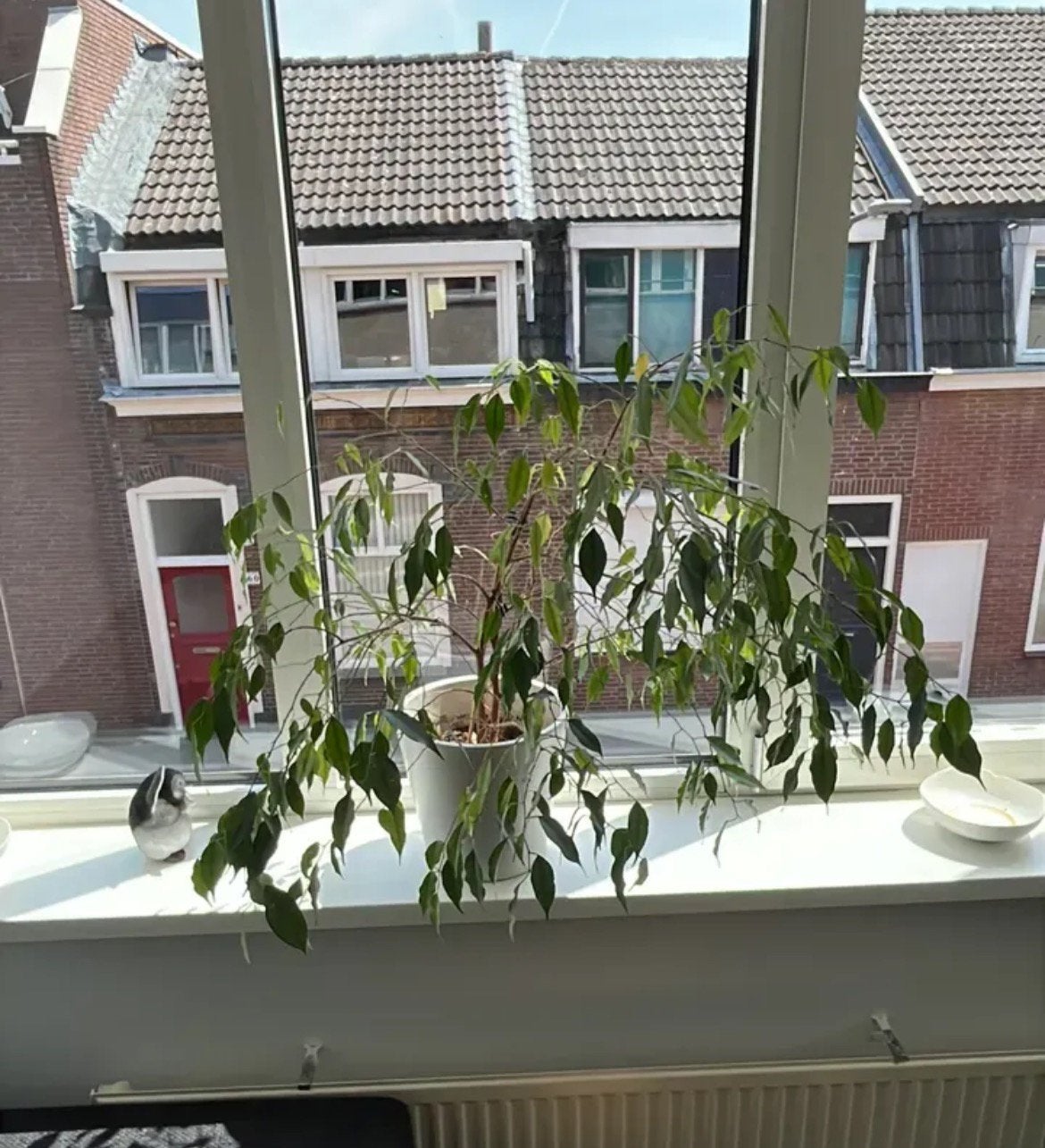 Waringin, Ophalen, Halfschaduw, Minder dan 100 cm