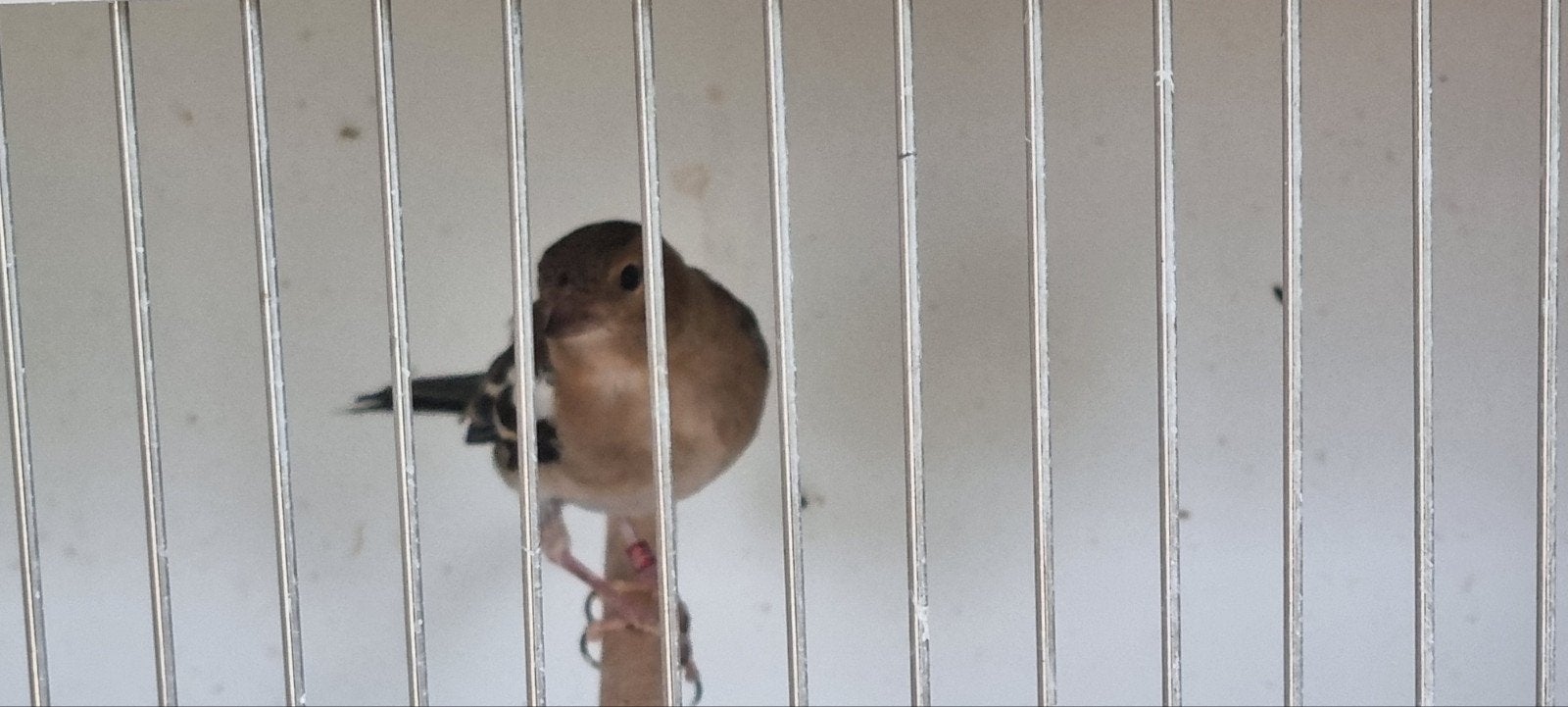 Vinken koppel, Dieren en Toebehoren, Vogels | Overige Vogels, Meerdere dieren