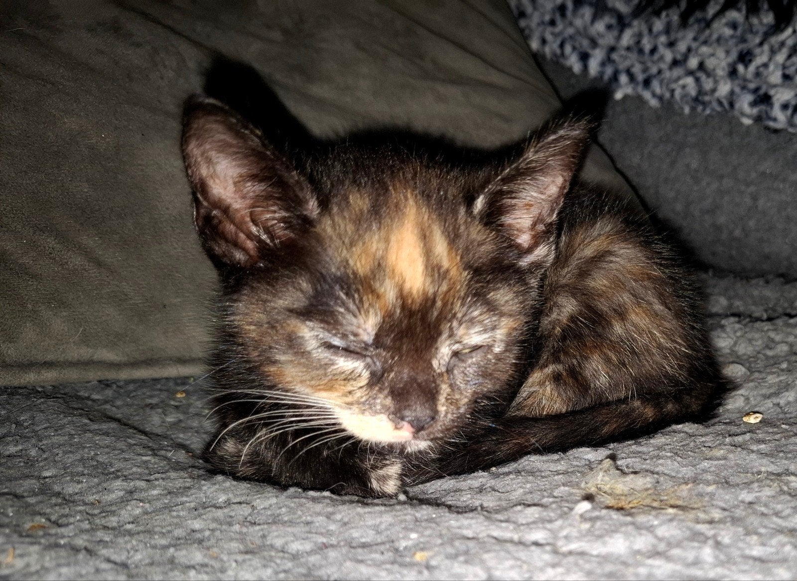 kittens te koop! €75 per kitten, per direct weg!!, Meerdere dieren