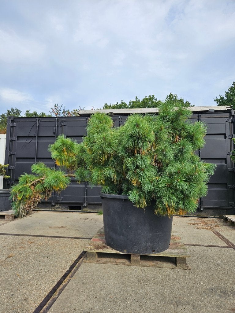 Pinus schwerinii Wiethorst, Volle zon, Vaste plant, Bloeit niet, Ophalen