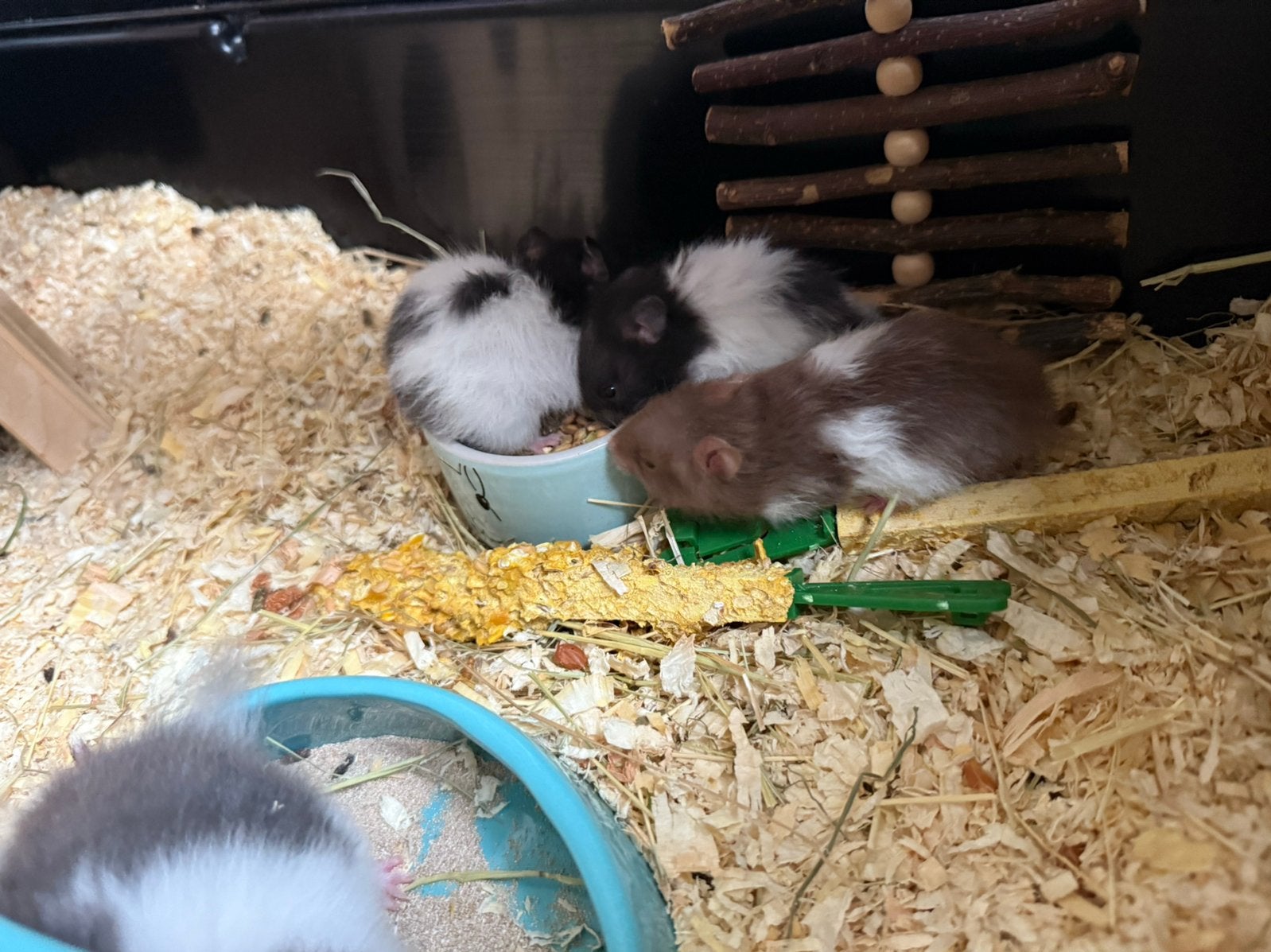 Lieve baby goudhamsters, Hamster, Mei, Meerdere dieren, Tam