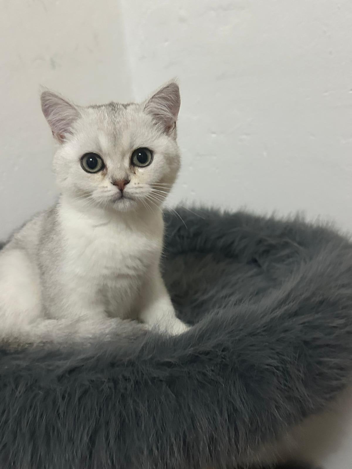 Britse korthaar kittens, Poes