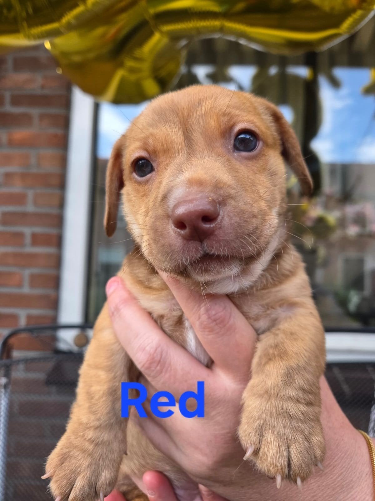 Jackrussel pups laagbenige Merle Brindle blauw ogen, Jack Russell Terriër, 8 tot 15 weken, Meerdere dieren, Eén hond