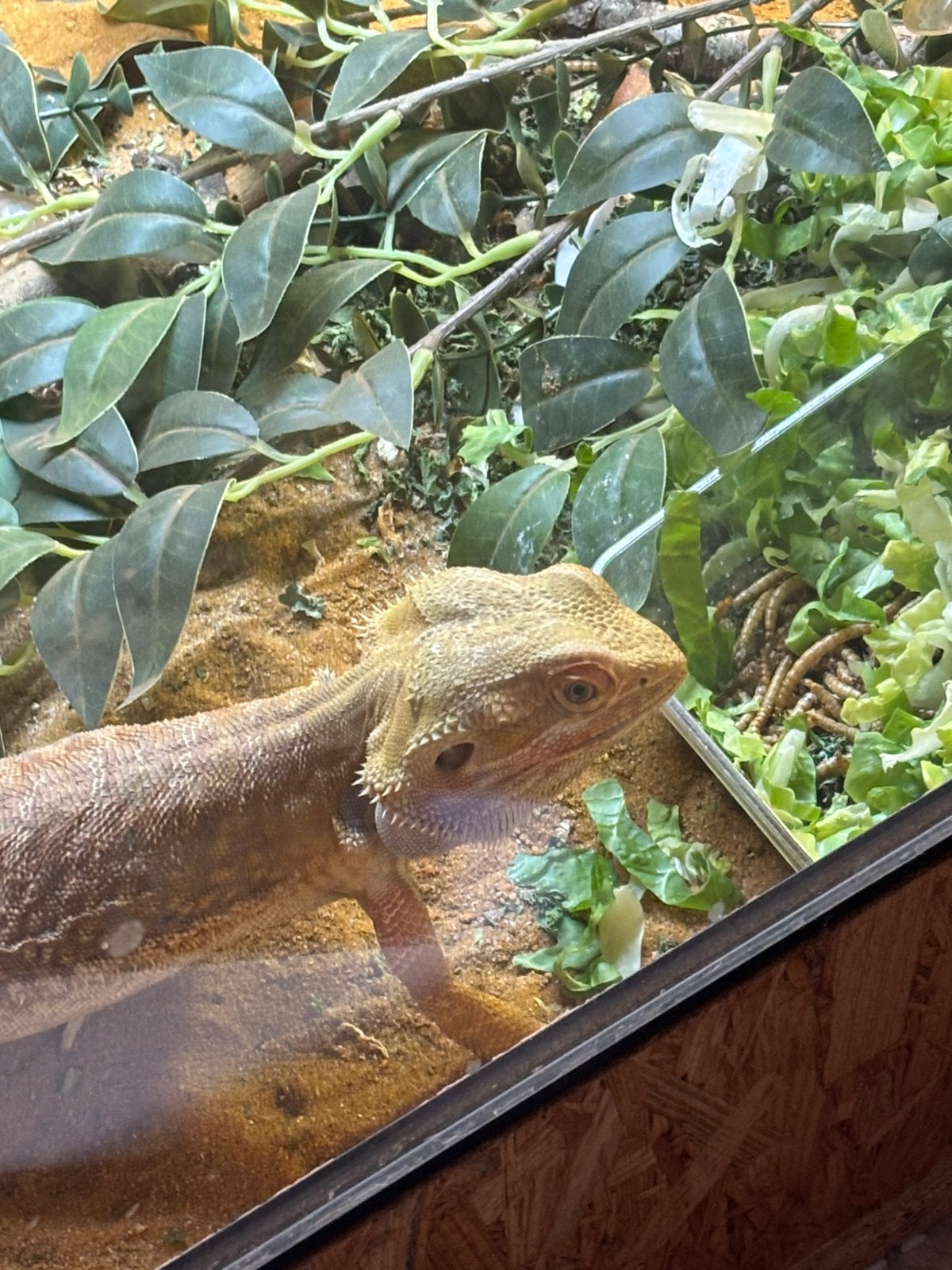 bearddragon+terraria+all things u need, Dieren en Toebehoren, Hagedis, 0 tot 2 jaar