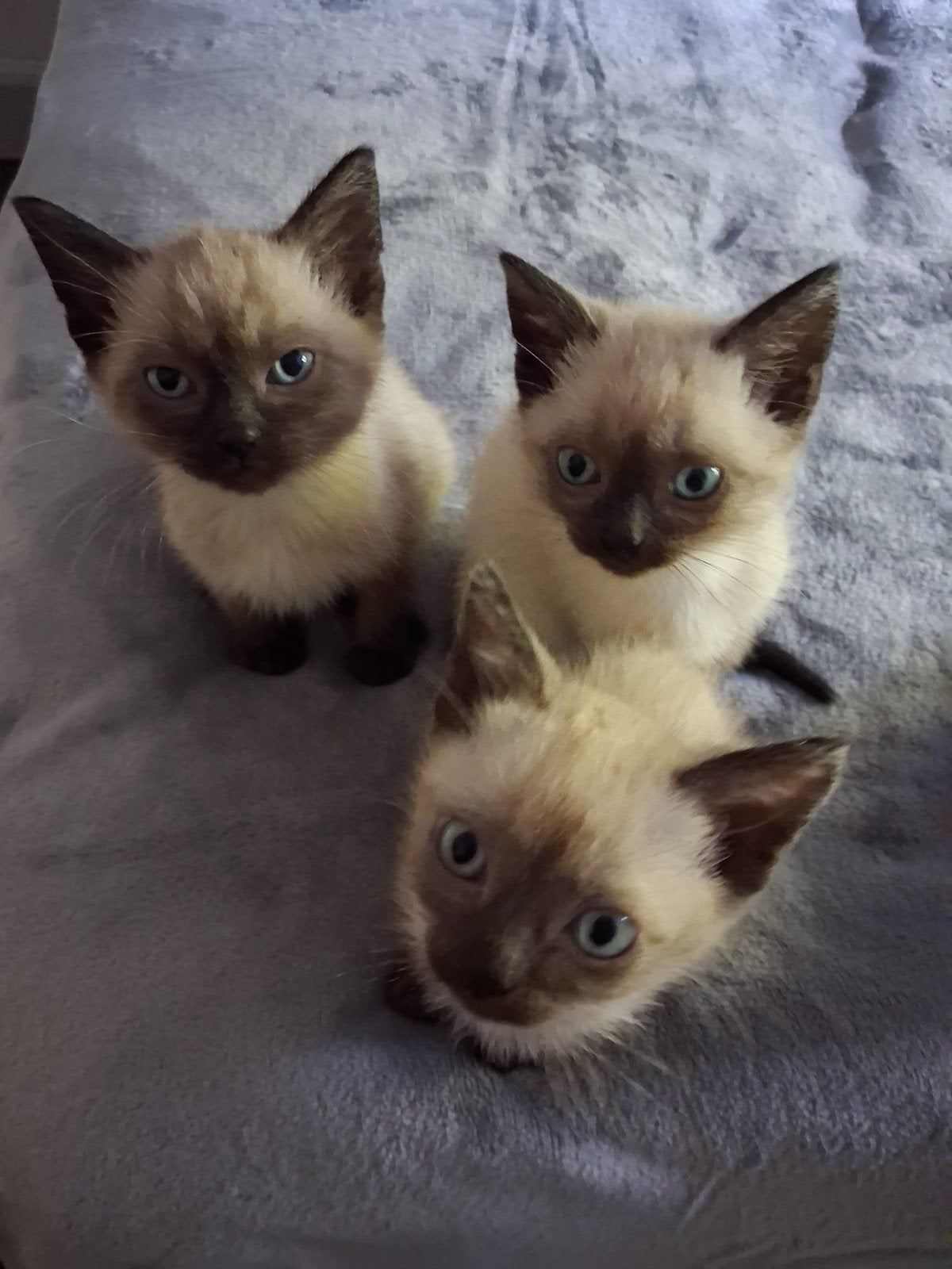 thai sealpoint siamees kittens, Meerdere dieren, Ontwormd, 0 tot 2 jaar