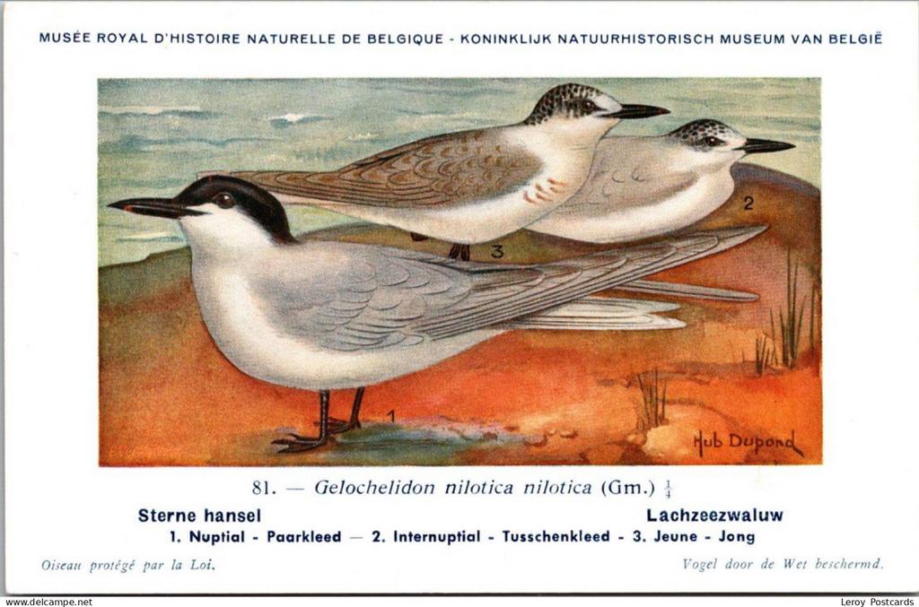 Lachzeezwaluw / Gull-billed tern – Nº 81 – (KBIN / IRSNB), Verzenden, 1940 tot 1960, Ongelopen, Vogel