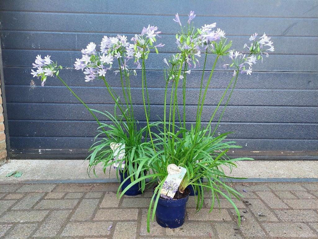 Agapanthus Africanus - Afrikaanse Lelie (blauw) H: 75-90 cm., Tuin en Terras, Volle zon, Vaste plant, Zomer, Ophalen