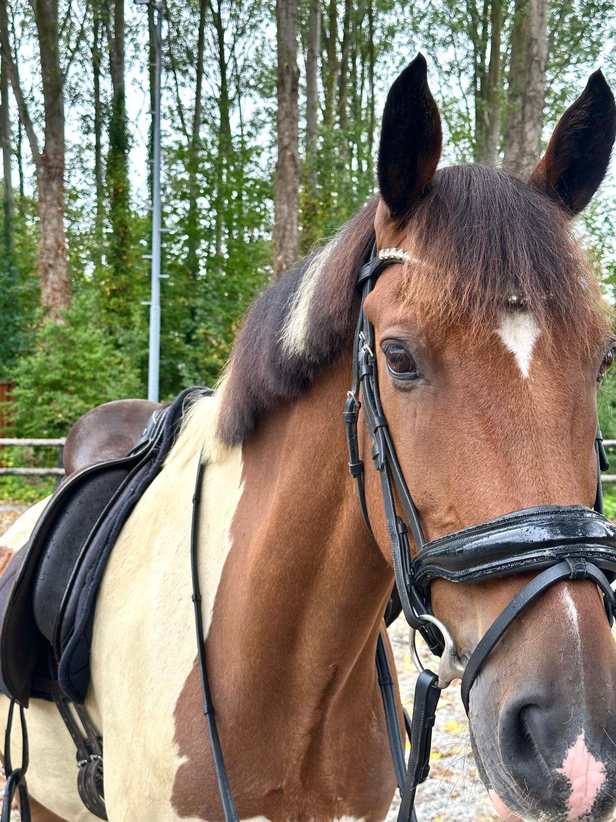 Lieve grote bonte familie E-pony., Dieren en Toebehoren, Gechipt, Minder dan 160 cm, B, Ruin
