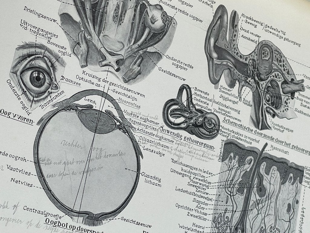 Anatomische atlas 1943 , Antiek en Kunst, Antiek | Boeken en Bijbels, Ophalen of Verzenden