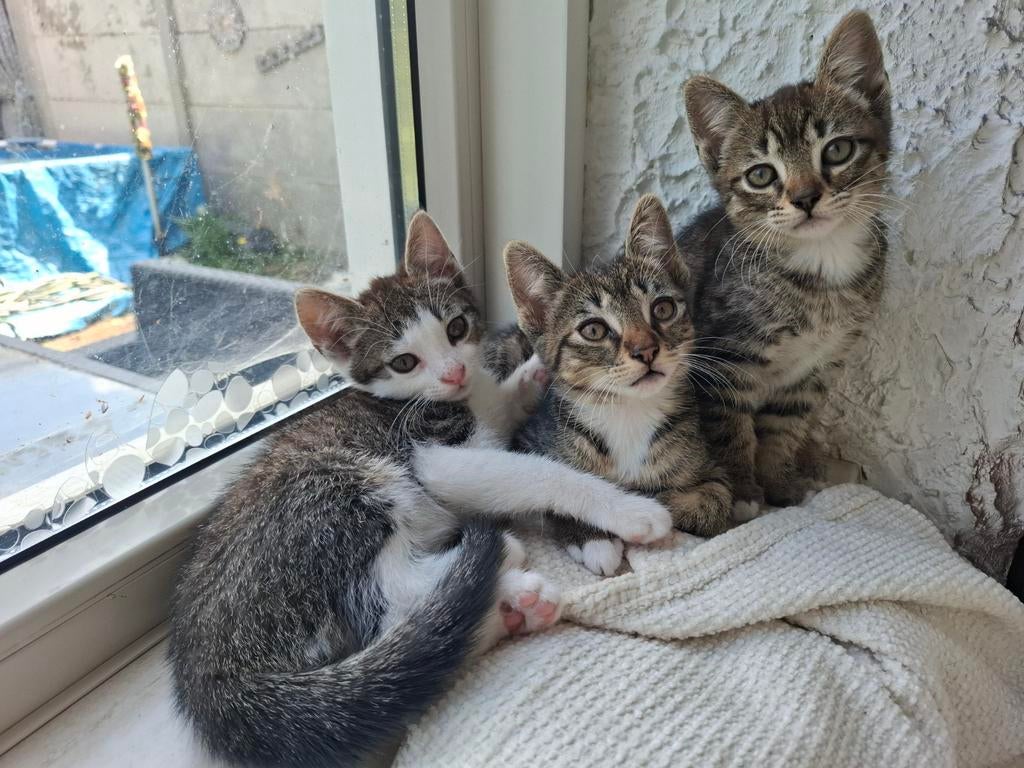 Poesjes te koop!! Nog 2 Meisjes, kindvriendelijk en speels, Poes