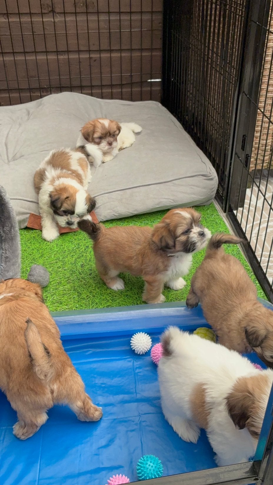 Nog 4 lieve Malshi puppy’s\Huiselijk opgevoed\Boomer reutjes, Parvo, Reu, 8 tot 15 weken, Meerdere