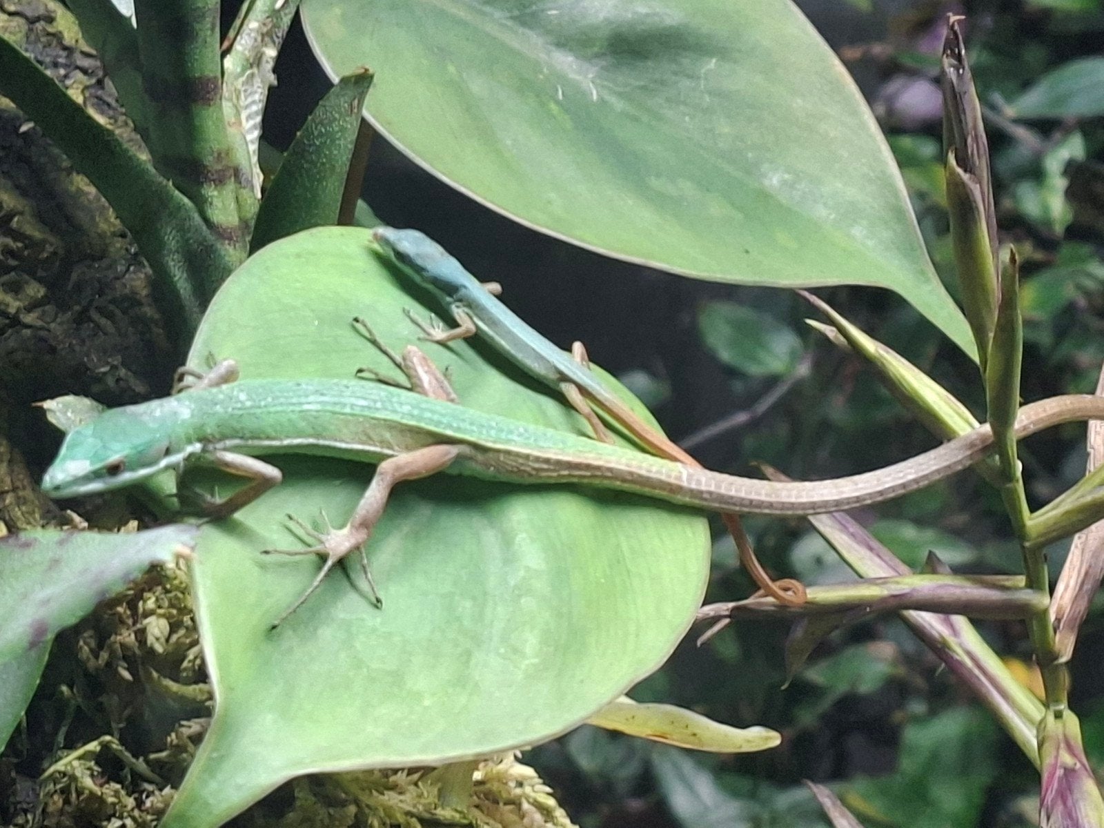 Takydromus smaragdinus/ Smaragd langstaarthagedissen, Dieren en Toebehoren, Reptielen en Amfibieën, Slang, 0 tot 2 jaar