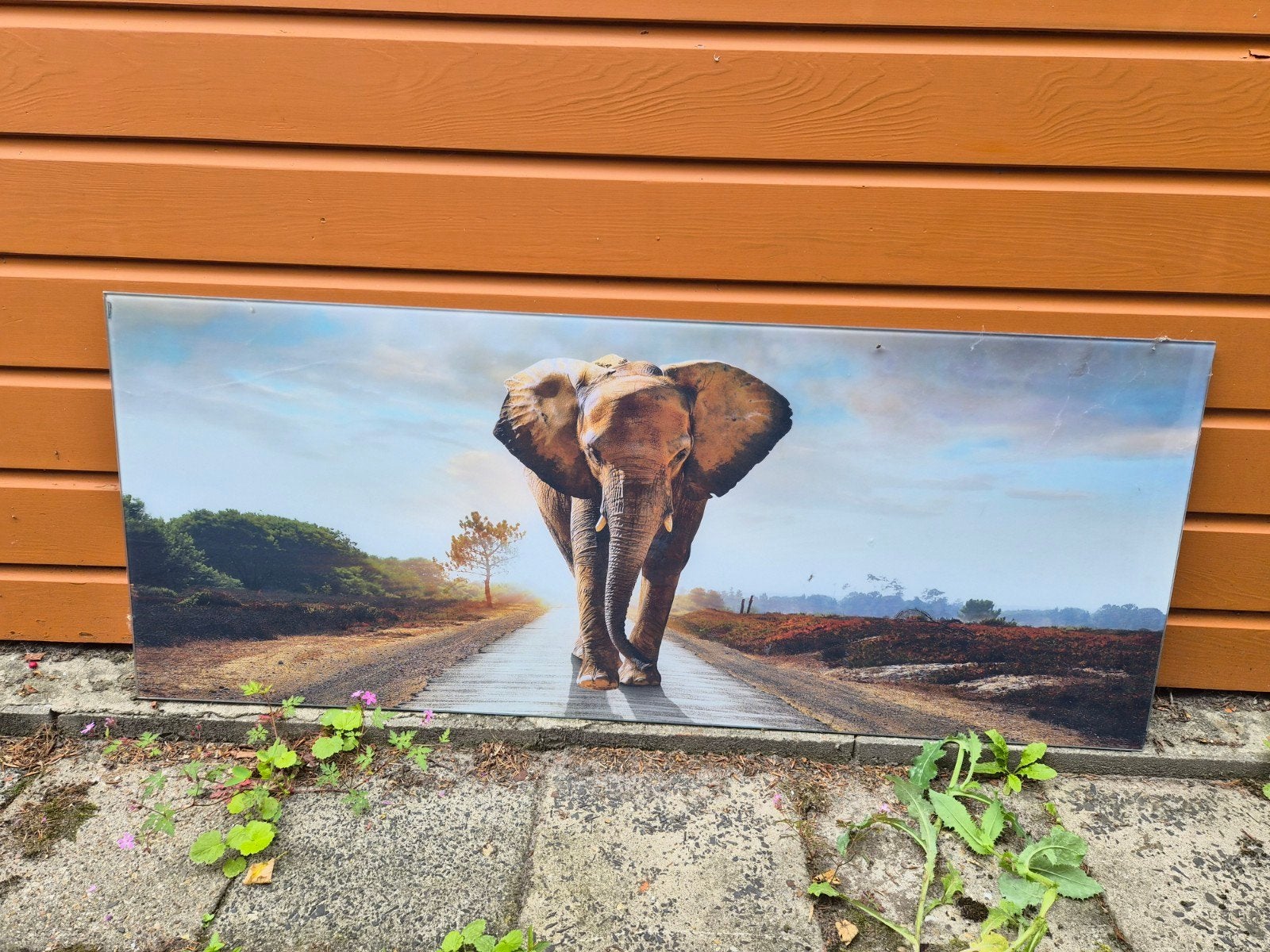 Wanddecoratie olifant op weg - Glasplaat, Ophalen, Gebruikt, Schilderij, Meerkleurig