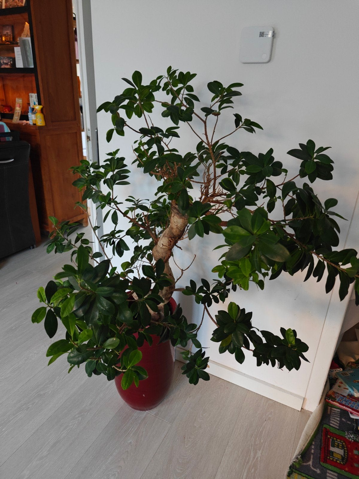 Grote Ficus in pot - Mooie kamerplant-Bonsai, Huis en Inrichting, Ophalen, Ficus, 100 tot 150 cm, Halfschaduw
