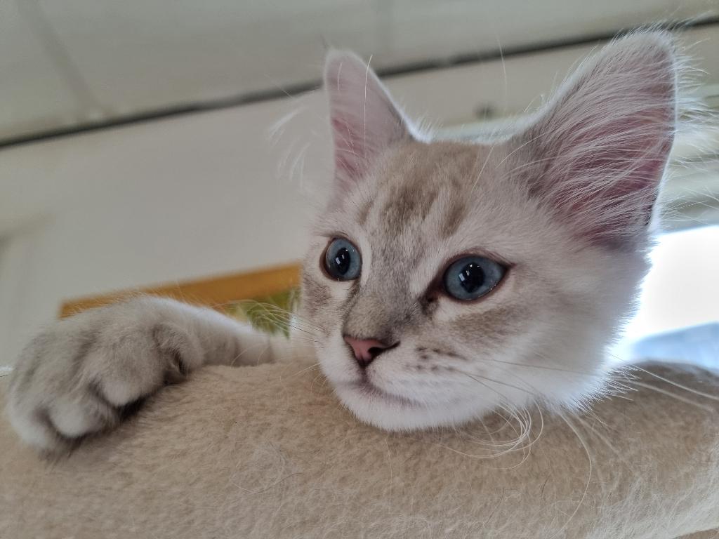 💙Prachtige Neva Masquerade/Ragdoll Kitten💙, Kater, Ontwormd, 0 tot 2 jaar