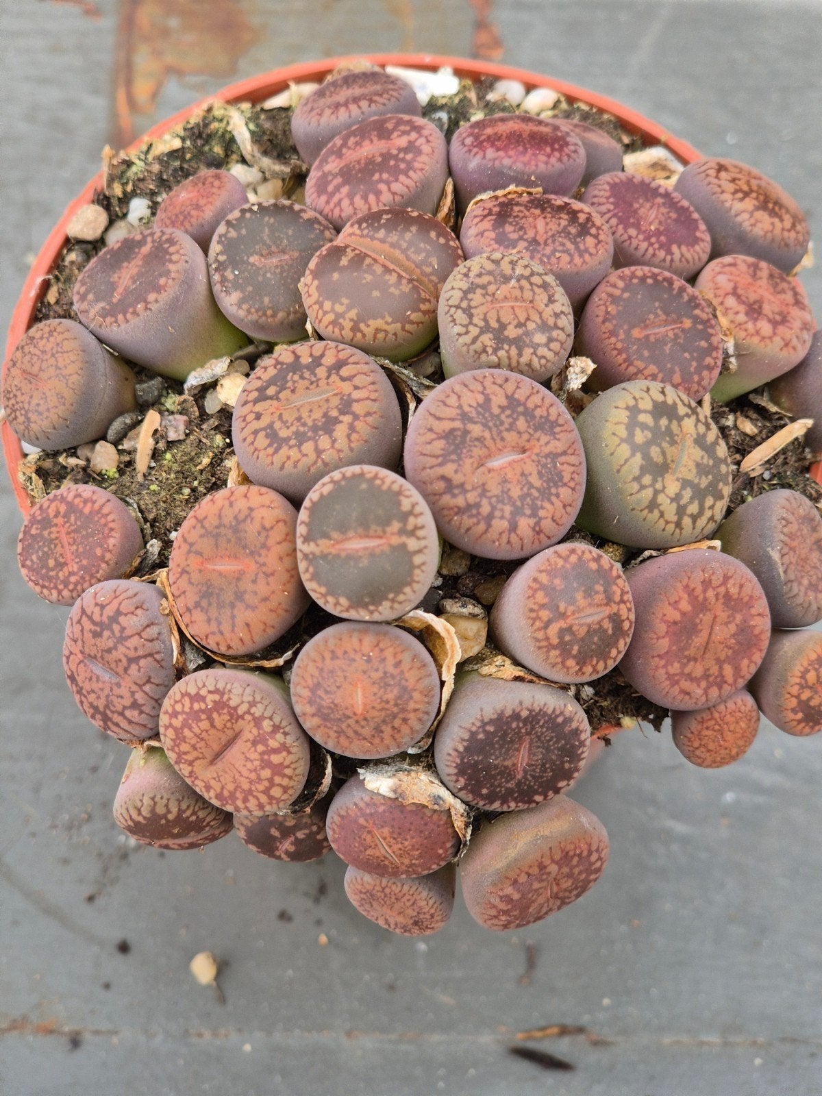 Lithops Levende stenen p8 (11), Huis en Inrichting, Kamerplanten, Ophalen of Verzenden, Halfschaduw, Minder dan 100 cm