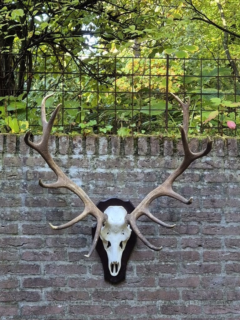Mooi Edelhert Gewei op houten schild jacht hut taxidermie 26, Ophalen, Zo goed als nieuw, Hert, Gewei of Kop